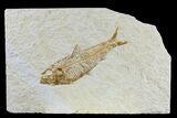 Detailed Fossil Fish (Knightia) - Wyoming #165784-1
